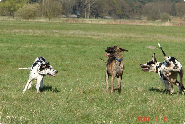 ostersonntag_-doggentreffen_082.jpg