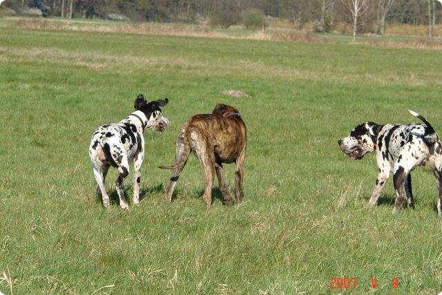 ostersonntag_-doggentreffen_083.jpg