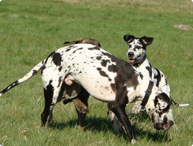 ostersonntag_-doggentreffen_084.jpg