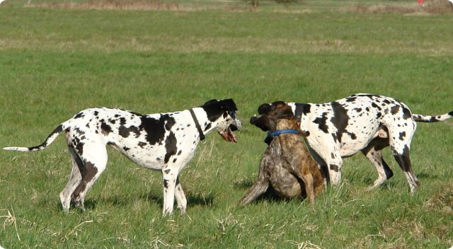ostersonntag_-doggentreffen_085.jpg