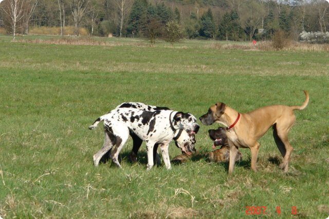 ostersonntag_-doggentreffen_086.jpg