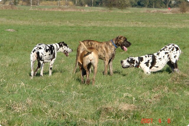 ostersonntag_-doggentreffen_087.jpg