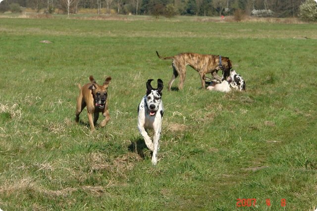 ostersonntag_-doggentreffen_088.jpg