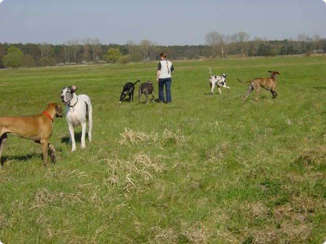 ostersonntag_-doggentreffen_127.jpg