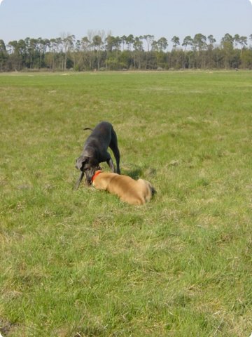 ostersonntag_-doggentreffen_129.jpg