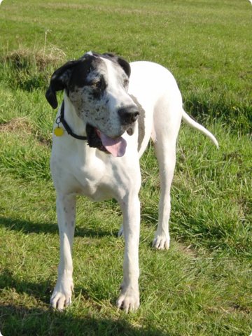 ostersonntag_-doggentreffen_131.jpg