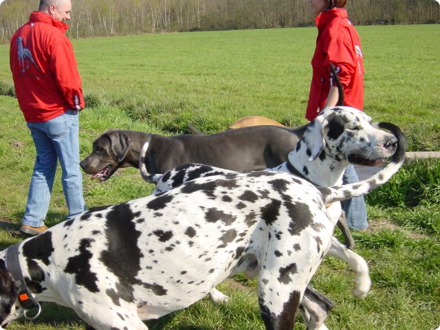 ostersonntag_-doggentreffen_135.jpg