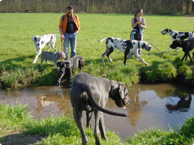 ostersonntag_-doggentreffen_139.jpg