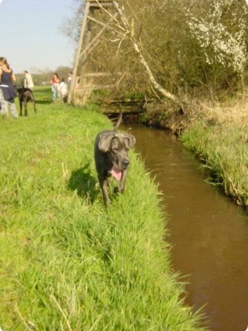 ostersonntag_-doggentreffen_143.jpg