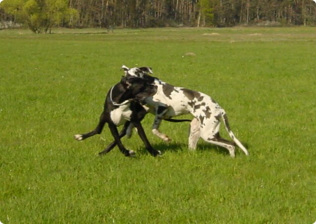 ostersonntag_-doggentreffen_147.jpg