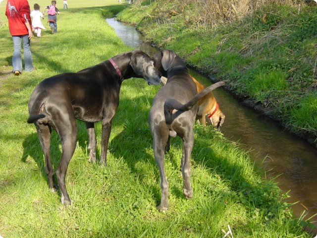 ostersonntag_-doggentreffen_149.jpg
