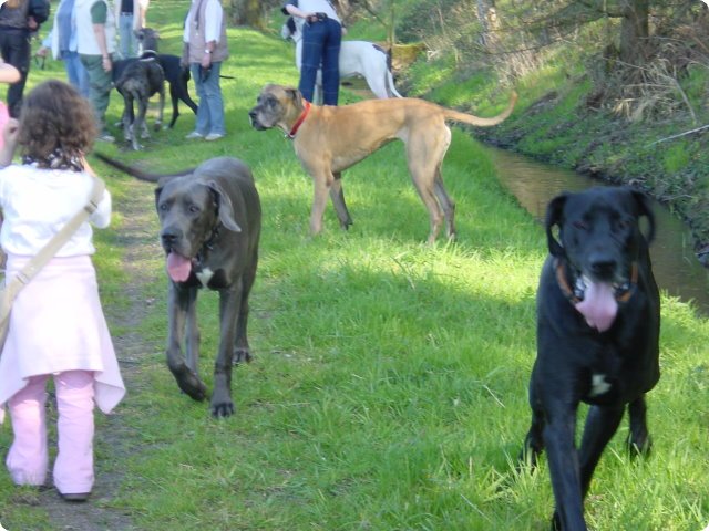 ostersonntag_-doggentreffen_151.jpg