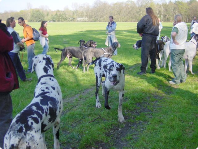 ostersonntag_-doggentreffen_154.jpg