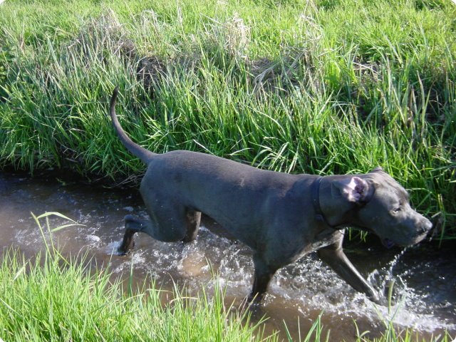 ostersonntag_-doggentreffen_163.jpg