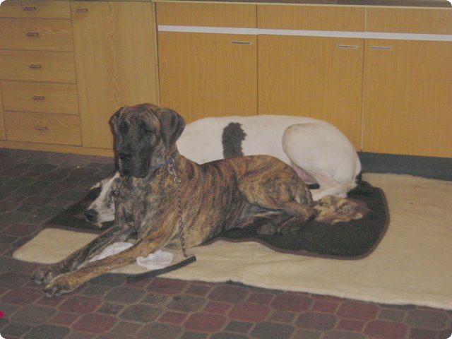 ostersonntag_-doggentreffen_165.jpg