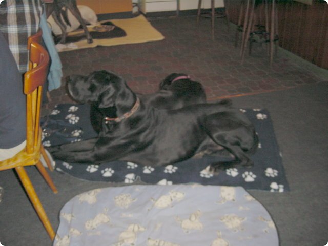 ostersonntag_-doggentreffen_174.jpg