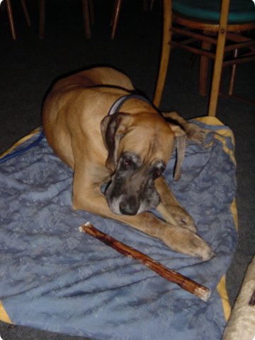 ostersonntag_-doggentreffen_186.jpg
