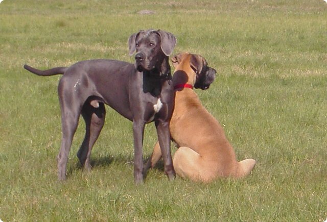 ostersonntag_-doggentreffen_200.jpg