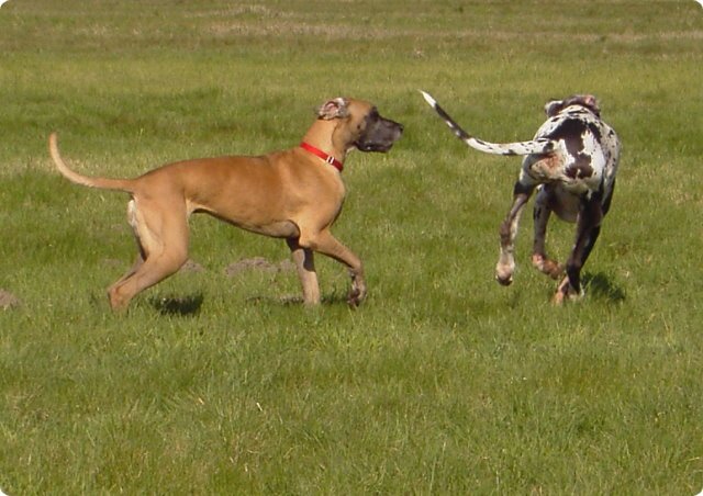 ostersonntag_-doggentreffen_201.jpg