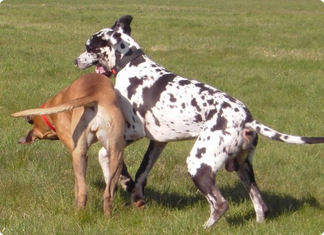 ostersonntag_-doggentreffen_202.jpg