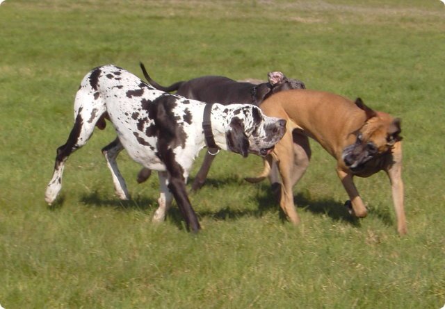 ostersonntag_-doggentreffen_204.jpg
