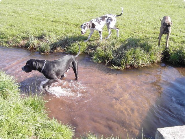 ostersonntag_-doggentreffen_206.jpg