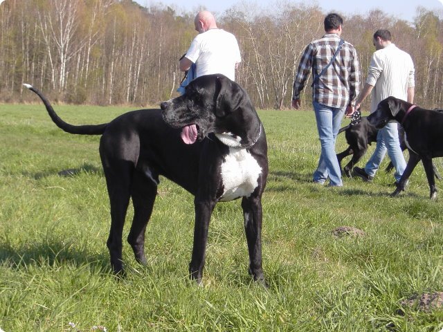 ostersonntag_-doggentreffen_208.jpg