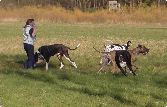 ostersonntag_-doggentreffen_216.jpg