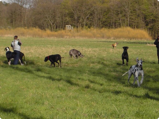 ostersonntag_-doggentreffen_217.jpg