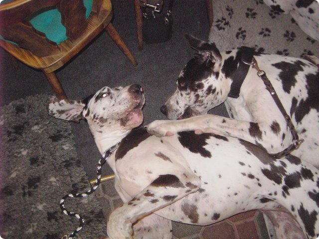 ostersonntag_-doggentreffen_224.jpg
