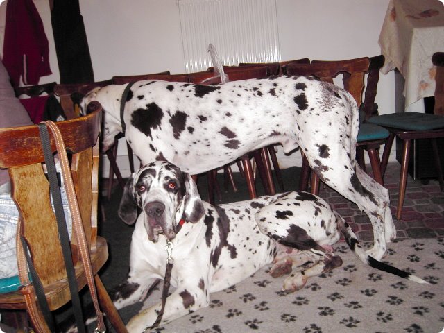 ostersonntag_-doggentreffen_234.jpg
