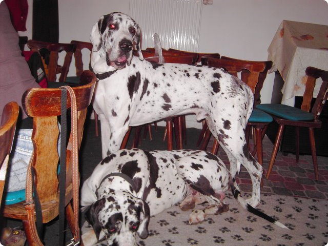 ostersonntag_-doggentreffen_235.jpg