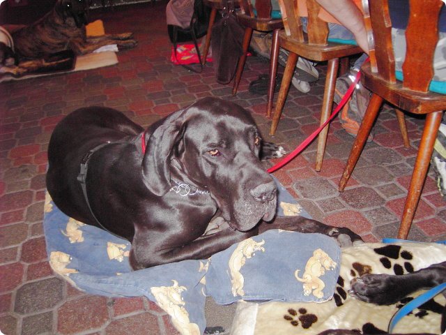 ostersonntag_-doggentreffen_236.jpg