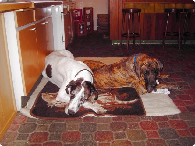 ostersonntag_-doggentreffen_239.jpg