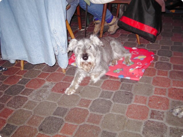 ostersonntag_-doggentreffen_240.jpg