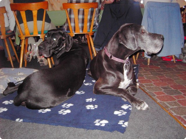 ostersonntag_-doggentreffen_241.jpg