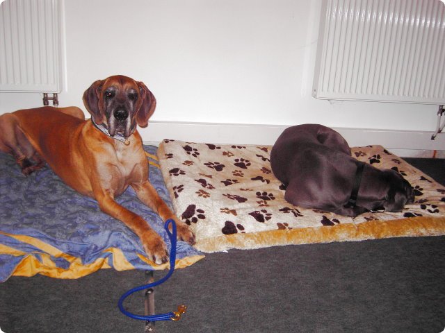 ostersonntag_-doggentreffen_243.jpg