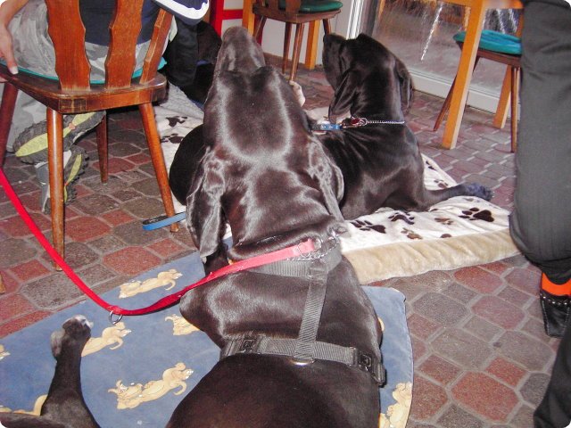 ostersonntag_-doggentreffen_248.jpg