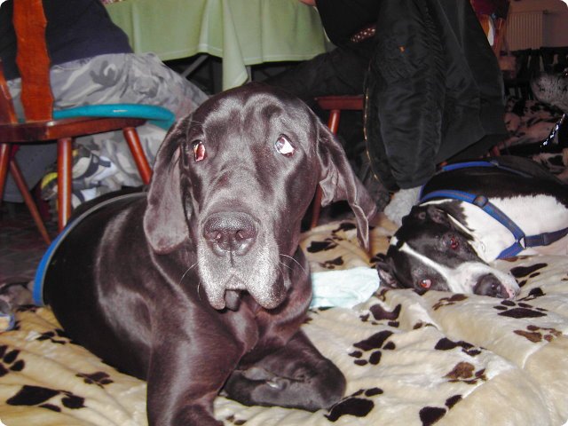 ostersonntag_-doggentreffen_249.jpg