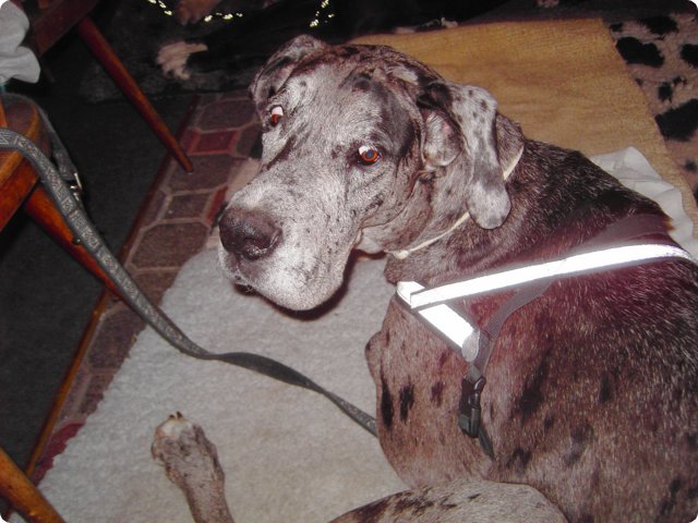 ostersonntag_-doggentreffen_251.jpg