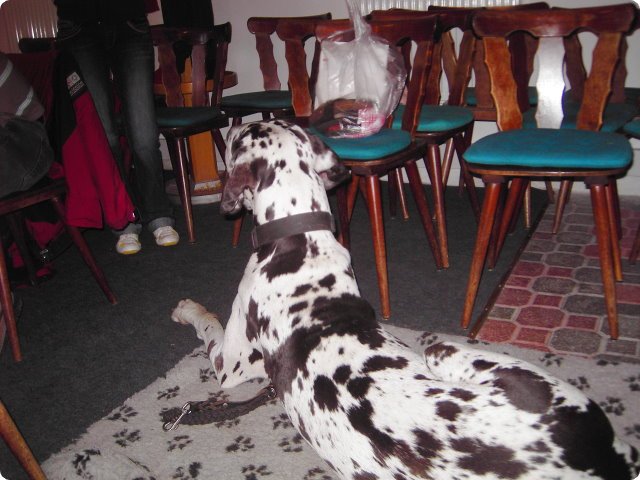 ostersonntag_-doggentreffen_252.jpg