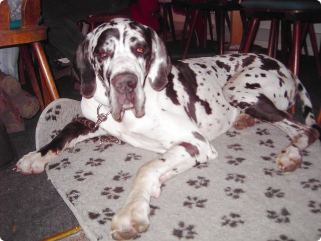 ostersonntag_-doggentreffen_259.jpg