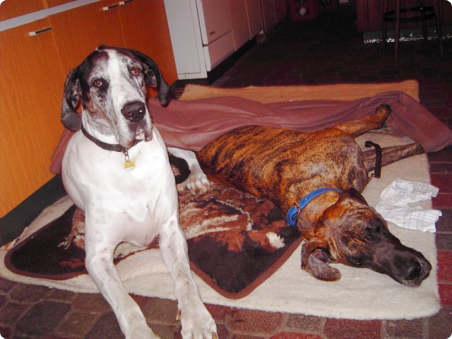 ostersonntag_-doggentreffen_267.jpg