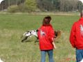 ostersonntag_-doggentreffen_012.jpg