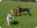 ostersonntag_-doggentreffen_026.jpg