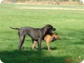 ostersonntag_-doggentreffen_029.jpg