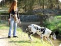 ostersonntag_-doggentreffen_040.jpg