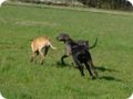 ostersonntag_-doggentreffen_042.jpg