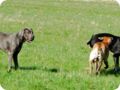 ostersonntag_-doggentreffen_043.jpg