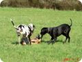 ostersonntag_-doggentreffen_044.jpg